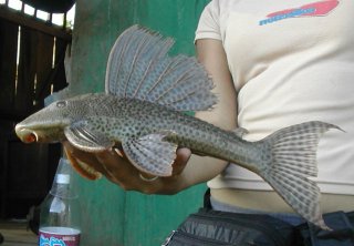 Hypostomus sp. `RIO PAYAMINO`