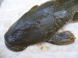 Hypostomus sp. `RIO PILCOMAYO`