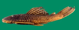 Hypostomus uruguayensis