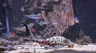 Hypostomus weberi