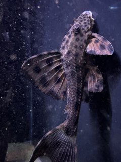 Hypostomus weberi