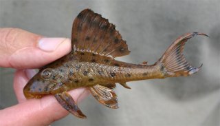 Hypostomus weberi