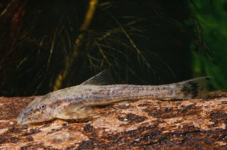 Kronichthys subteres