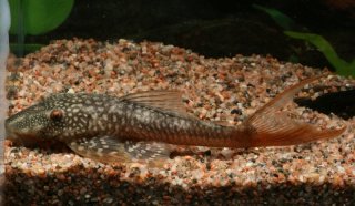 Lasiancistrus heteracanthus