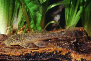 Lasiancistrus planiceps