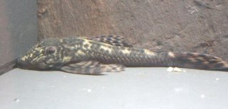 Lasiancistrus volcanensis