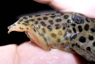 Leporacanthicus heterodon