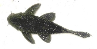 Leporacanthicus sp. (L473)