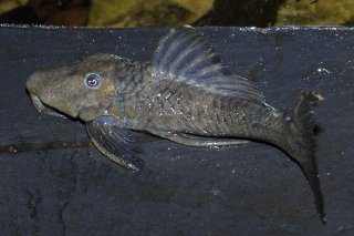 Leporacanthicus sp. (L473)