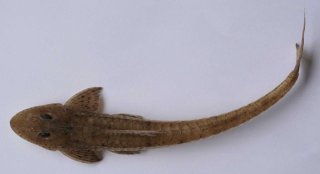 Common member of the genus Limatulichthys