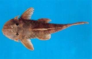 Lithoxancistrus orinoco