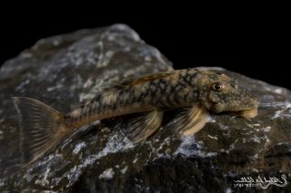 Lithoxancistrus orinoco