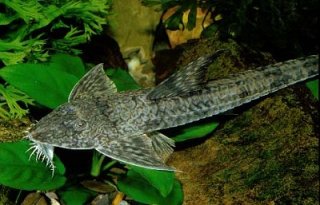 Loricaria lata