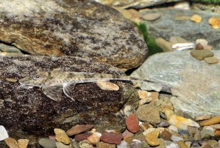 Loricaria tucumanensis