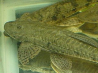 Loricariichthys brunneus