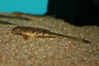 Loricariichthys platymetopon