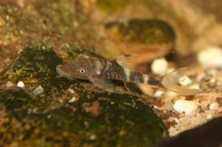 Nannoptopoma sp. (LDA110)