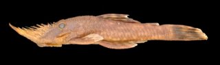 Common member of the genus Neblinichthys