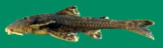 Common member of the genus Neoplecostomus