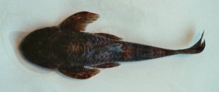 Neoplecostomus microps