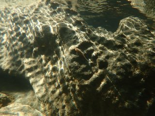 Otocinclus bororo