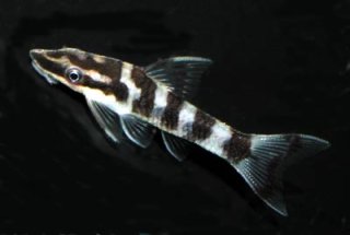 Otocinclus cocama