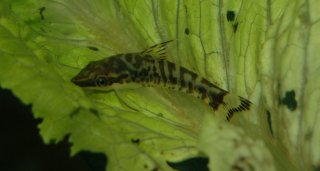 Otocinclus cocama