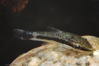 Otocinclus hoppei