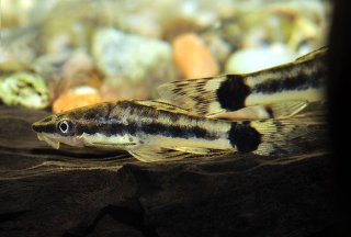 Otocinclus hoppei