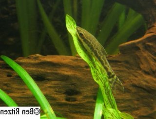 Otocinclus huaorani