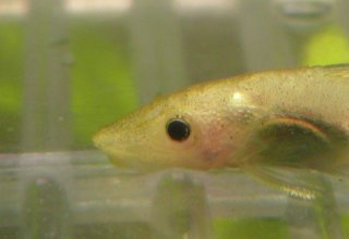 Otocinclus macrospilus