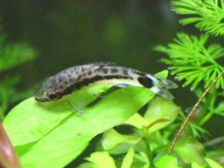 Otocinclus macrospilus