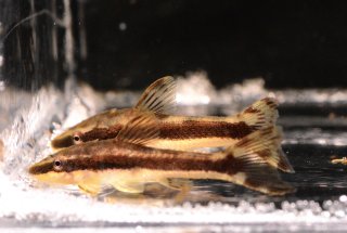 Otocinclus mura