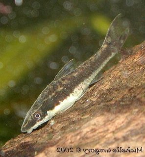 Otocinclus vestitus