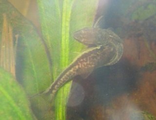 Otocinclus vestitus