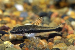 Otocinclus vittatus