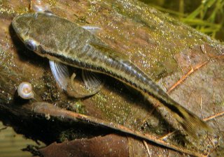 Otocinclus vittatus