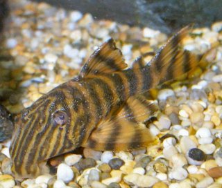 Panaqolus sp. (L002)