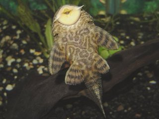 Panaqolus sp. (L002)