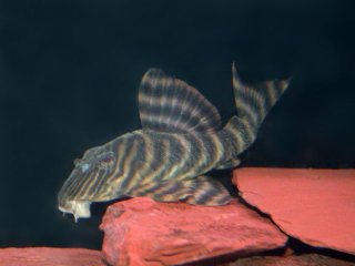 Panaqolus sp. (L002)