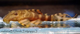 Panaqolus sp. (L206)