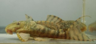 Panaqolus sp. (L206)