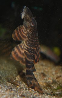 Panaqolus sp. (L271)