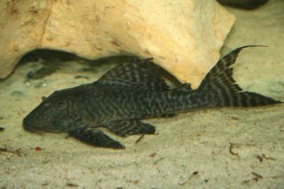 Panaqolus sp. `ACRE`