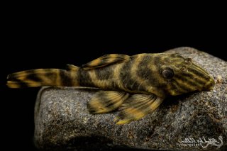 Panaqolus sp. (L002)