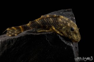 Panaqolus sp. (L448)