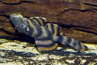 Panaqolus tankei