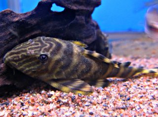 Panaqolus tankei