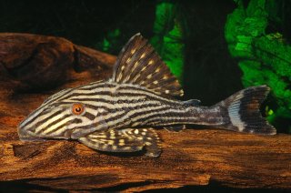 Panaque nigrolineatus