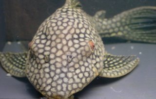 Panaque nigrolineatus laurafabianae